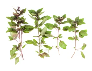 Thaise Basilicum Takjes Thais Tafelen