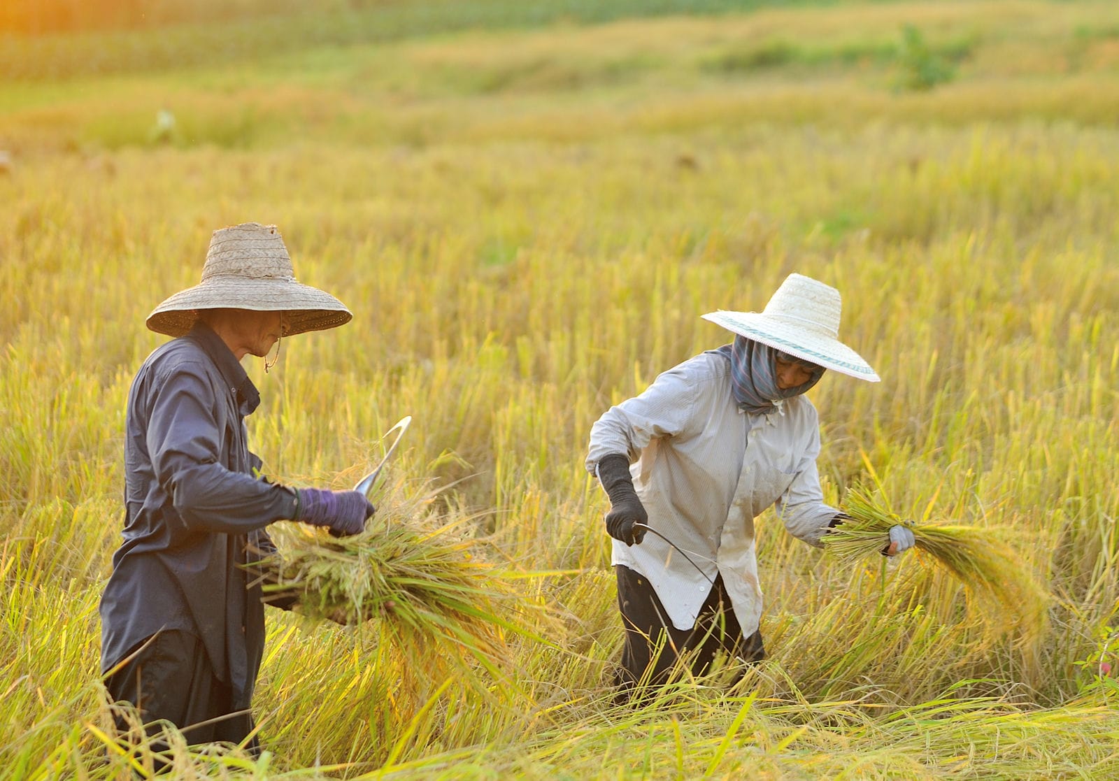 Rijst wordt traditioneel geoogst in Thailand