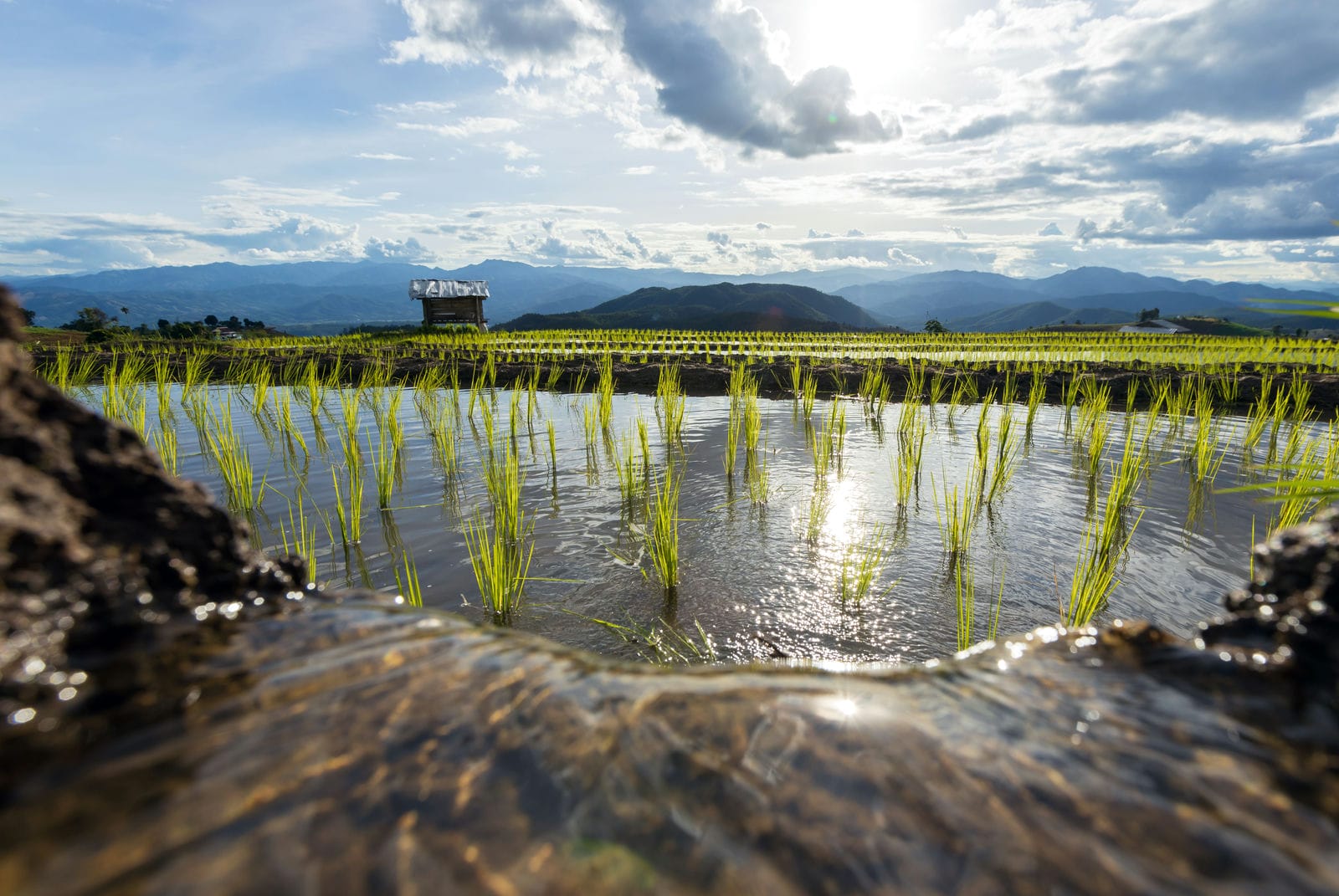 Rijstvelden onder water in Chiang Mai